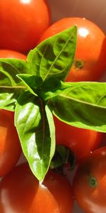 Food,Tomatoes,Basil,Cherry