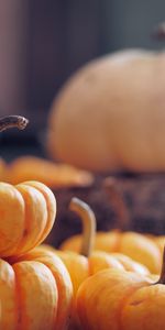 Food,Vegetable,Autumn,Pumpkin,Harvest