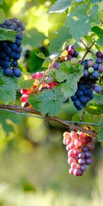 Branches,Cépages,Baies,Vigne,Nourriture