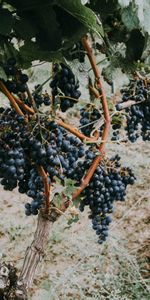 Food,Vine,Berries,Grapes