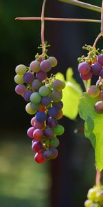 Food,Vine,Berries,Grapes