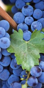 Food,Vine,Sheet,Leaf,Branch,Grapes