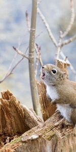 Food,Wood,Tree,Branches,Animals,Squirrel