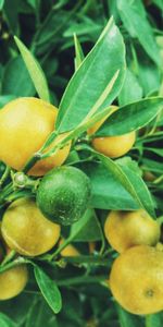 Lemons,Madera,Árbol,Sucursales,Ramas,Árbol Frutal,Árbol De Frutas,Comida