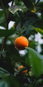 Food,Wood,Tree,Leaves,Citrus,Fruit