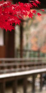 Foreground,Nature,Autumn,Courtyard,Leaves