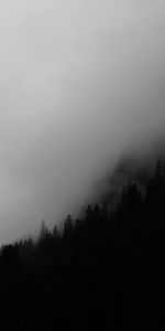 Forest,Bw,Trees,Dark,Fog,Chb