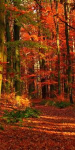 Forest,Clearances,Gaps,Trees,Autumn,Leaves,Nature