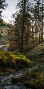 Forest,Creek,Brook,Nature,Landscape