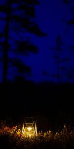 Forest,Dark,Lamp,Lantern,Glow,Night