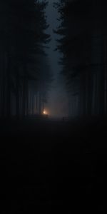 Brouillard,Forêt,Sombre,Obscurité