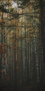 Forest,Fog,Bark,Trees,Trunks,Autumn,Nature