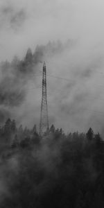 Forest,Fog,Nature,Trees,Wires,Wire,Darkness