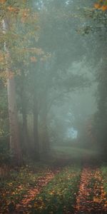 Forest,Fog,Path,Trail,Nature,Autumn