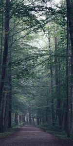 Forest,Fog,Path,Trees,Nature