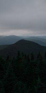 Bosque,Niebla,Abeto,Las Colinas,Árboles,Colinas,Naturaleza