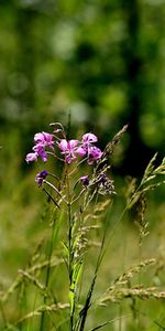 Herbe,Forêt,Fleur,Macro