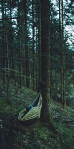 Forest,Journey,Hammock,Nature,Trees