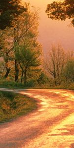 Nature,Tourner,Forêt,Matin,Route,Tour