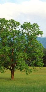 Nature,Bois,Seul,Arbre,Branches,Domaine,Forêt,Branche,Montagnes,Champ,Solitaire,Été