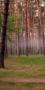 Forêt,Brouillard,Les Troncs,Slip,Nature,Arbres