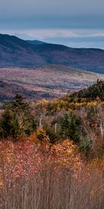 Forêt,Arbres,Montagnes,Nature,Automne