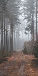 Forêt,Nature,Tristement,Sombre,Chemin