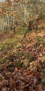 Forest,Path,Trail,Oak,Nature,Autumn,Leaves,Fern