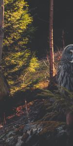 Forest,Predator,Great Gray Owl,Bearded Obscure,Animals,Bird,Owl