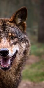 Loup,Animaux,Forêt,Prédateur