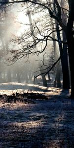 Forest,Shine,Shadow,Light,Nature,Trees