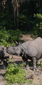 Flâner,Animaux,Forêt,Famille,Promenade,Une Famille,Rhinocéros