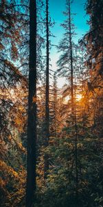 Forest,Sun,Beams,Rays,Branches,Fir,Spruce,Nature