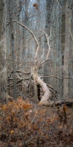 Naturaleza,Bosque,Madera,Árbol