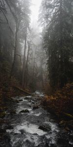 Forest,Trees,Fog,Creek,Brook,Nature,Rivers