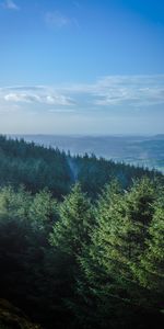 Forest,Trees,Mountains,Fir Trees,Horizon,Nature,Landscape