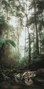 Jungle,Nature,Arbres,Forêt,Lianes,Vignes