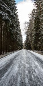 Invierno,Naturaleza,Árboles,Pino,Camino,Bosque,Nieve