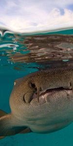 Plage De Fort Walton,Animaux,Floride,Requin,Monde Sous Marin