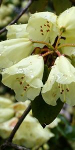 Flores,Drops,Frescura,Azalea