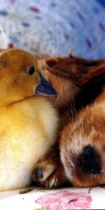 Friends,Puppy,Duckling,Animals