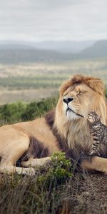 Friendship,Tenderness,Lion,Predator,Animals,Cat