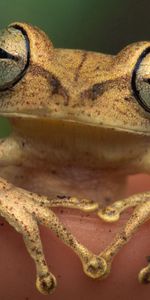 Frog,Animals,Color,Eyes