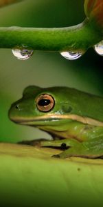 La Grenouille,Grenouille,Drops,Planter,Plante,Animaux