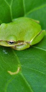 Animales,Ranas