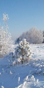 Frost,Hoarfrost,Nature,Trees,Snow,Cold