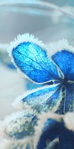 Macro,Gel,Neige,Hortensia,Givre