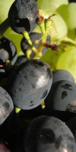 Fruits,Food,Grapes