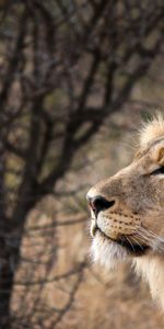 Animaux,Visage Complet,Anfas,Gros Chat,Roi Des Bêtes,Fauve,Un Lion,Lion