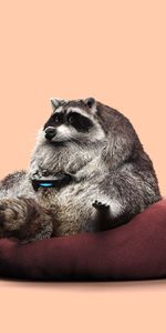 Funny,Miscellanea,Play,Raccoon,Joystick,Gamepad,Miscellaneous,Controller,Gamer